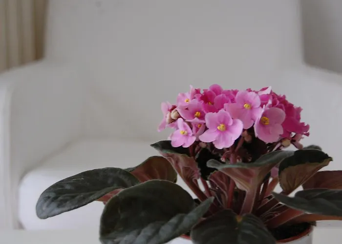 Downtown With Balcony & Optional Garage & Restaurant In The Building * Budapesta